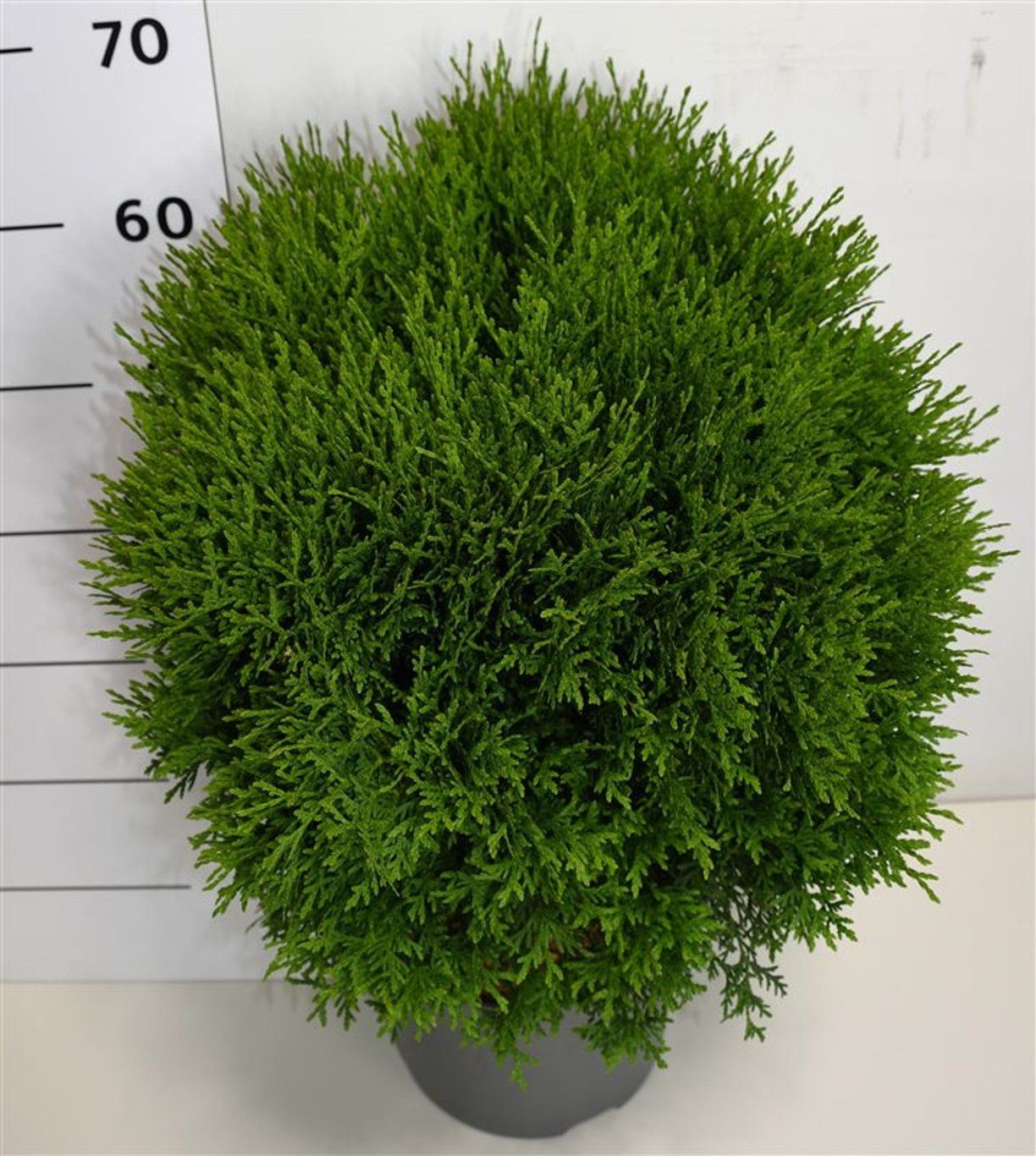 Thuja occ. 'Little Giant' - C7.5 40-50 CM